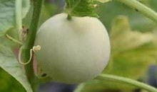 甜瓜娱乐场最新爆料视频,最新爆料视频幕后真相大起底！